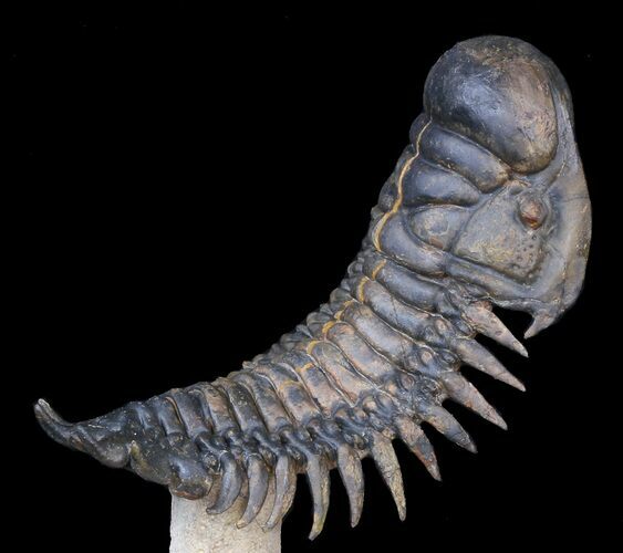 Flying Crotalocephalina Trilobite - Huge Specimen! #39149